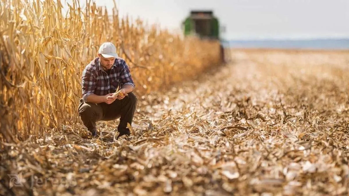 پرداخت مطالبات گندم‌کاران به‌ خاطر کوتاهی جهاد کشاورزی معطل مانده است