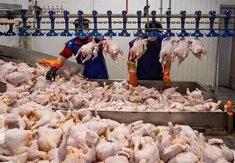 تولید شیر، مرغ و تخم مرغ ۳۰ درصد بیشتر از نیاز داخل