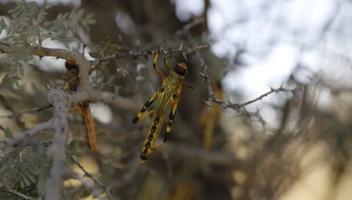 احتمال حمله ملخ صحرایی در اسفند شدت گرفت