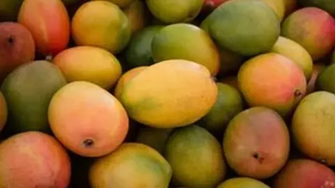 ثبت سفارش واردات انبه و چای از فردا