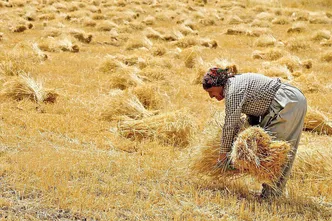 اثر مستقیم مطالبات معوق کشاورز بر کشت پاییزه؛ خرید تضمینی گندم کند شد