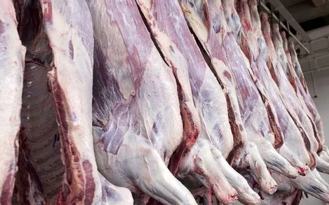 نیاز به واردات گوشت قرمز نداریم