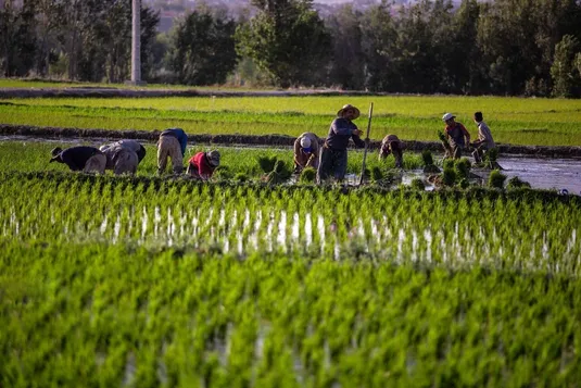 ضرورت تحول در سیاست&zwnj;گذاری&zwnj;های زراعی ایران