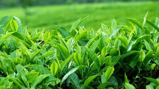 خودکفایی ۹۰ درصدی چای با انجام عملیات به زراعی محقق می&zwnj;شود