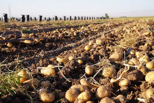 بازار سیب&zwnj;زمینی در مسیر تعادل