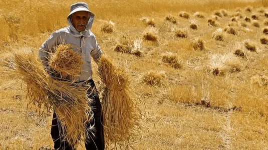 مجلس پیگیر پرداخت مطالبات گندمکاران است