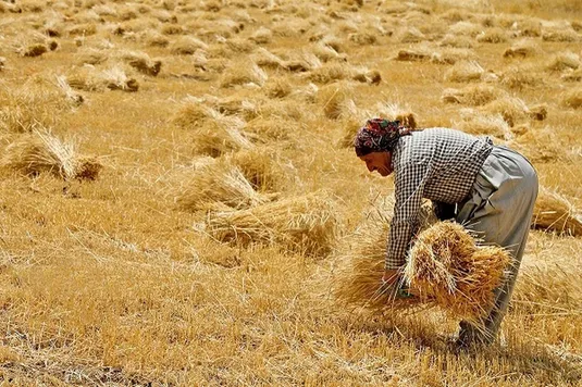 مهلت ۳۹ روزه دولت برای پرداخت ۱۰۱ همت مطالبات گندم&zwnj;کاران