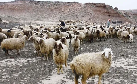 ۶ عامل گرانی گوشت؛ از سودجویی واردکننده نهاده تا رانت ارزی