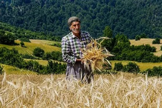 هشدار گندمکاران درباره تأخیر در کشت پاییزه؛ کود ۸ میلیونی و مطالبات پرداخت&zwnj;نشده