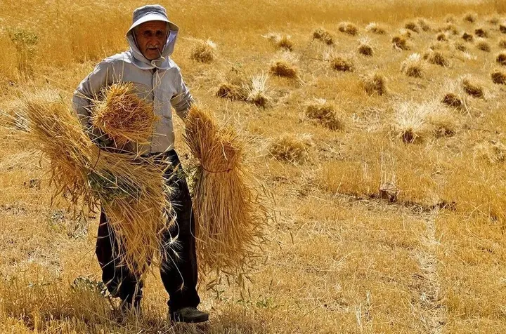 عدم پرداخت ۳۵ درصد مطالبات گندمکاران؛ دولت قانون پرداخت ۴۸ ساعته را اجرا کند